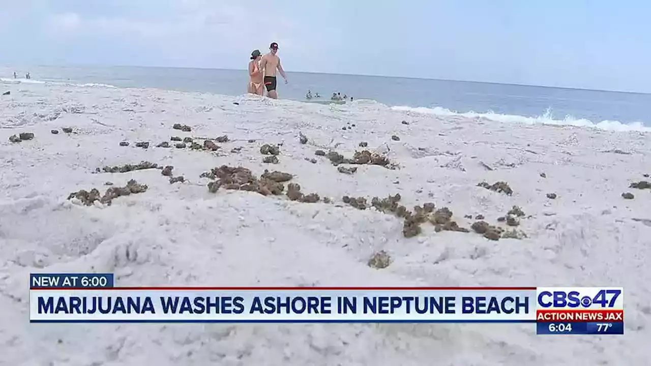 Neptune Beach Police report large amount of marijuana washed ashore