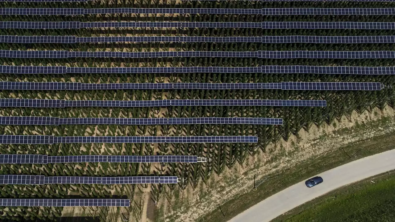 Hops for beer flourish under solar panels. They're not the only crop thriving in the shade.