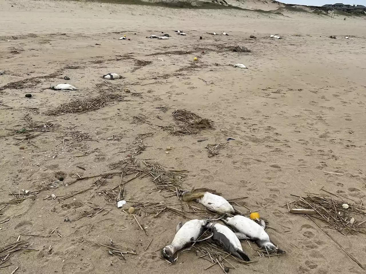 Todesursache unklar – Massenhaft tote Pinguine an Uruguays Küsten angespült