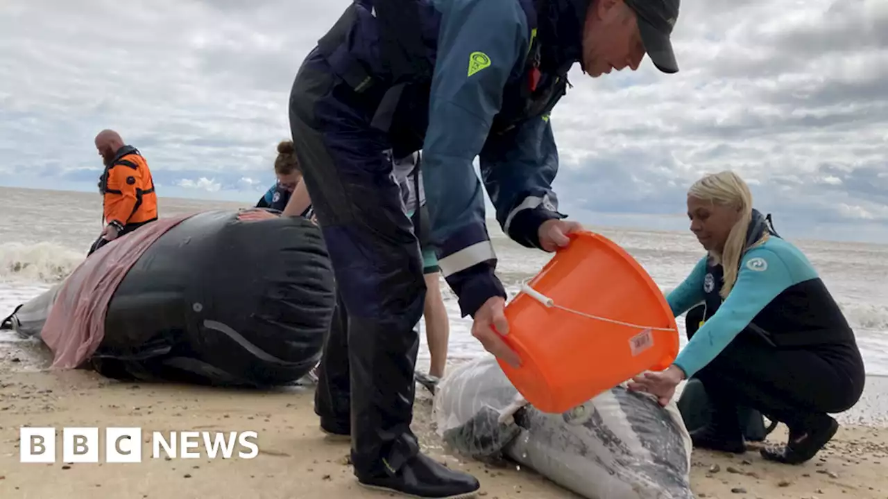 Sizewell: Inflatable whales used for beach training exercise