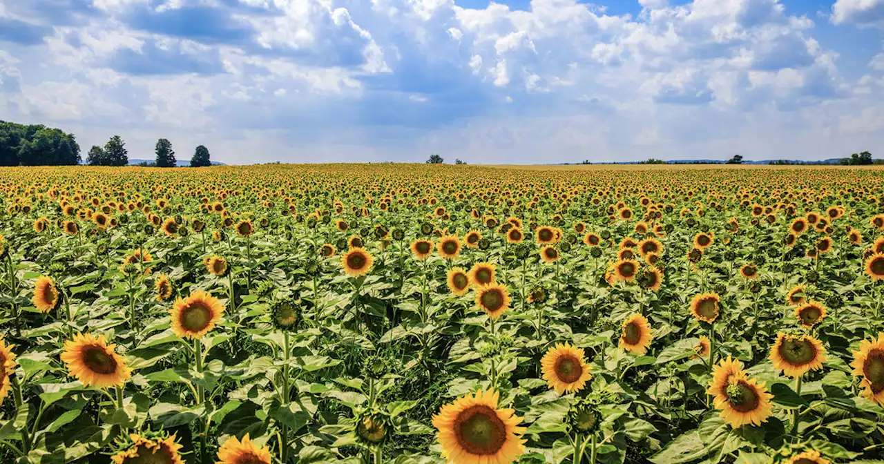 Sunflowers are about to bloom by the millions at these farms in Ontario