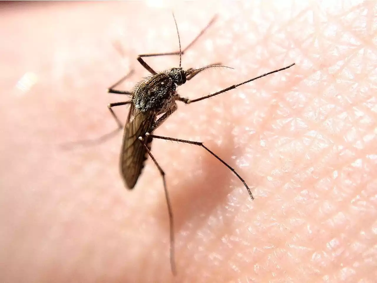 Tips to swat away Alberta threat of mosquito-borne West Nile virus