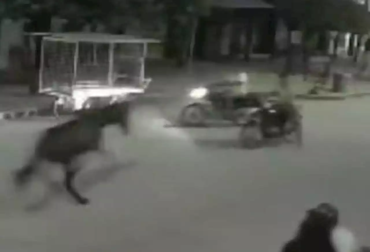 El impresionante video de un caballo desbocado embistiendo a un motociclista