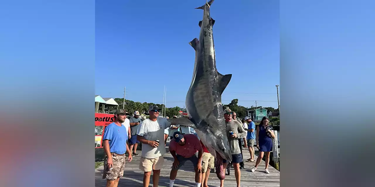 Angler hooks massive 1,000-pound tiger shark