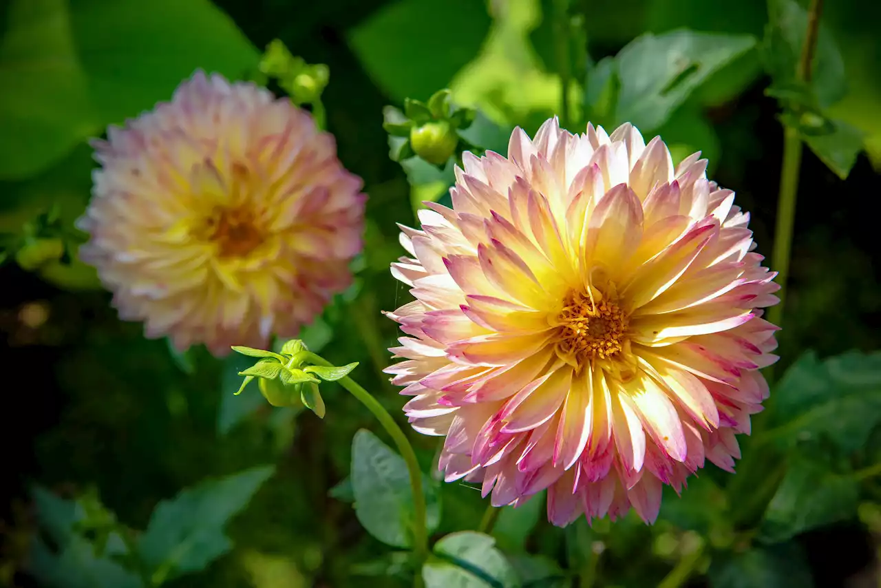 Brighten up the indoors with cut flowers