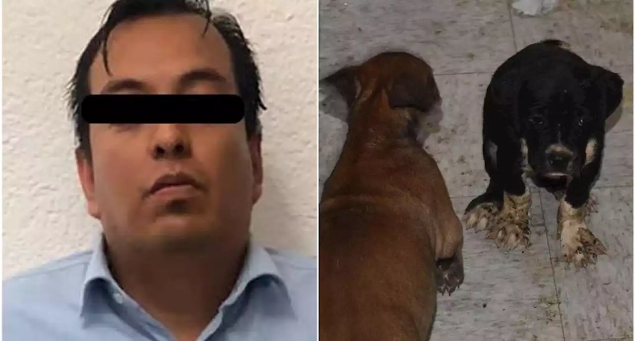 Investigan por maltrato animal a padre que agredió a maestra de kínder en Cuautitlán Izcalli