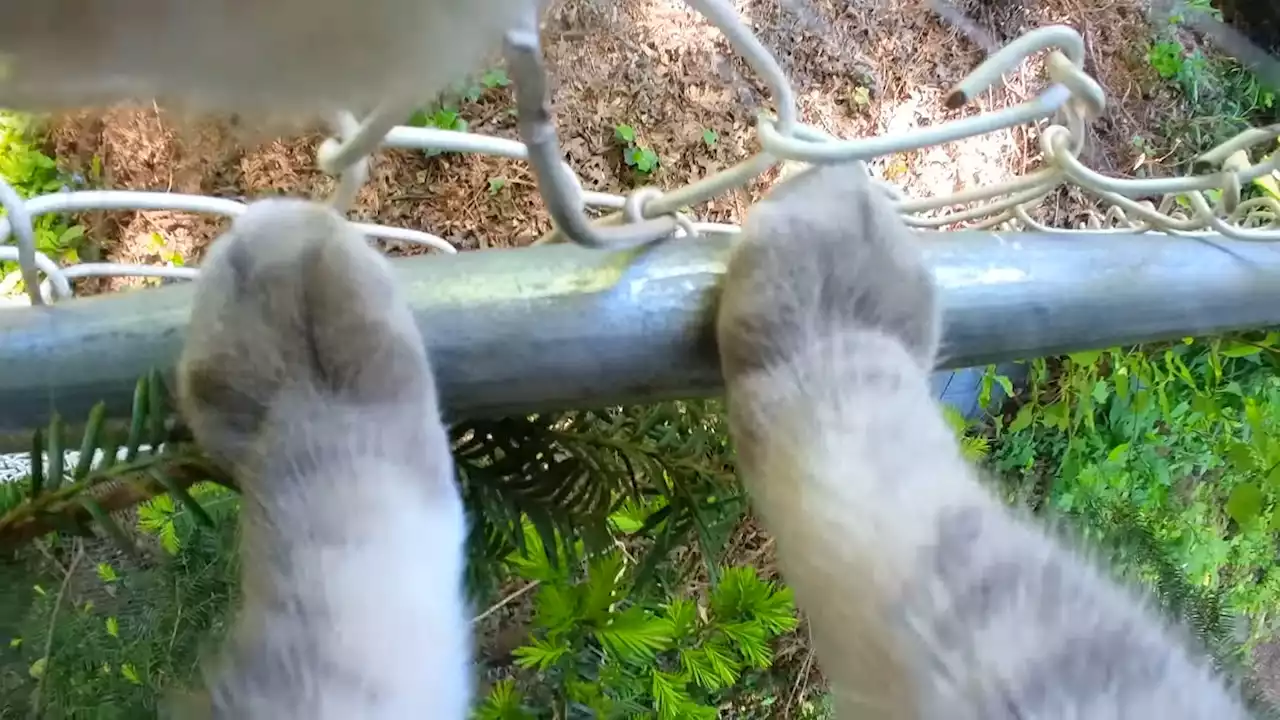 This Video Filmed From a Cat's Perspective is the Best Thing Ever