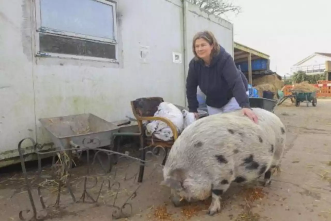 Families can meet animals at open day hosted by community farm