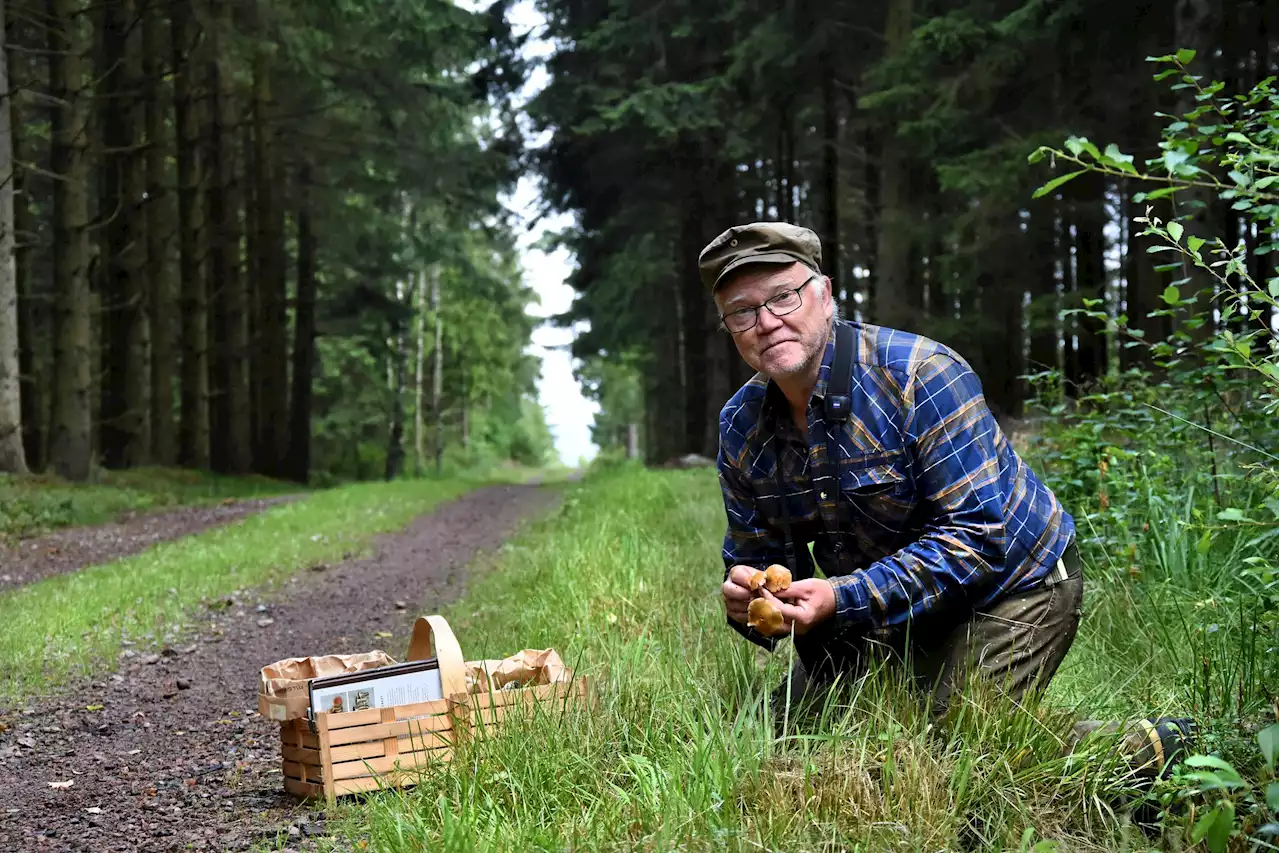 Dåligt badväder innebär bra svampväder