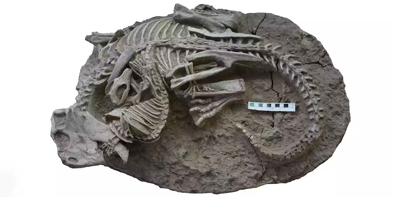 Il fossile di un mammifero che caccia un dinosauro, forse - Il Post