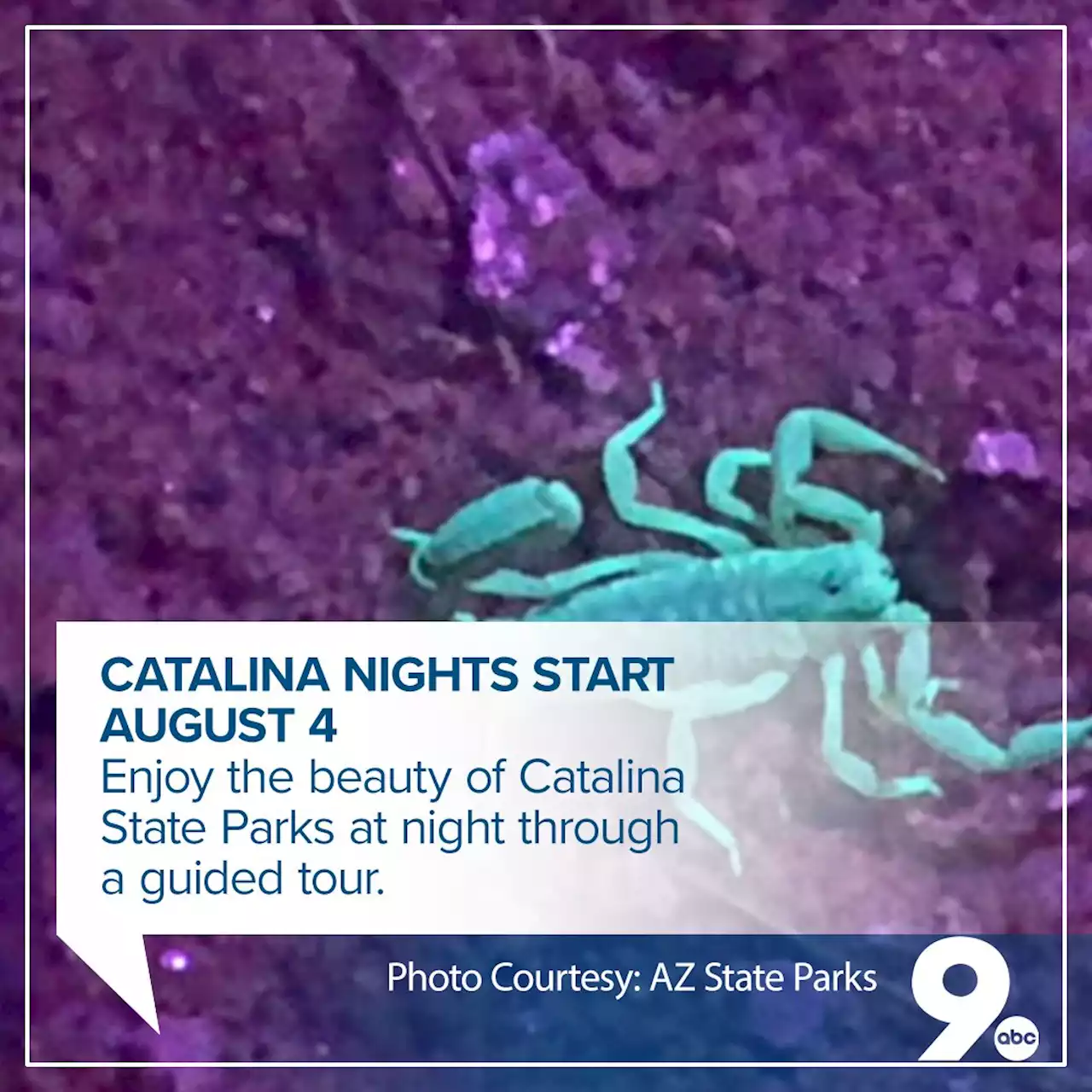 Catalina Nights for stargazing and wildlife exploration start August 4