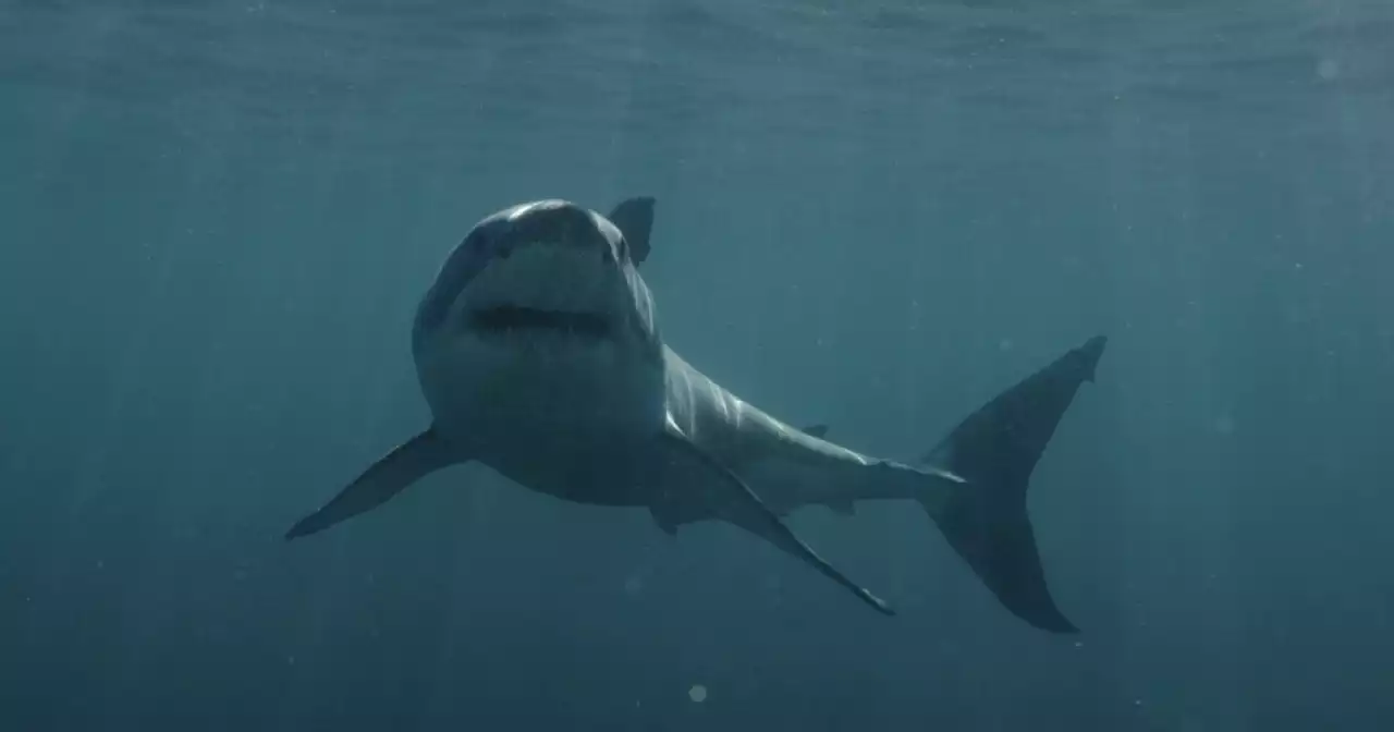 With all the recent shark activity, should you stay out of the water?