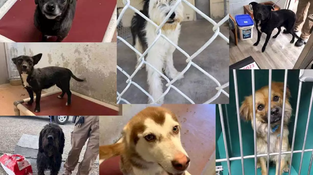 Idaho teen facing charges after breaking into animal shelter and poisoning multiple dogs