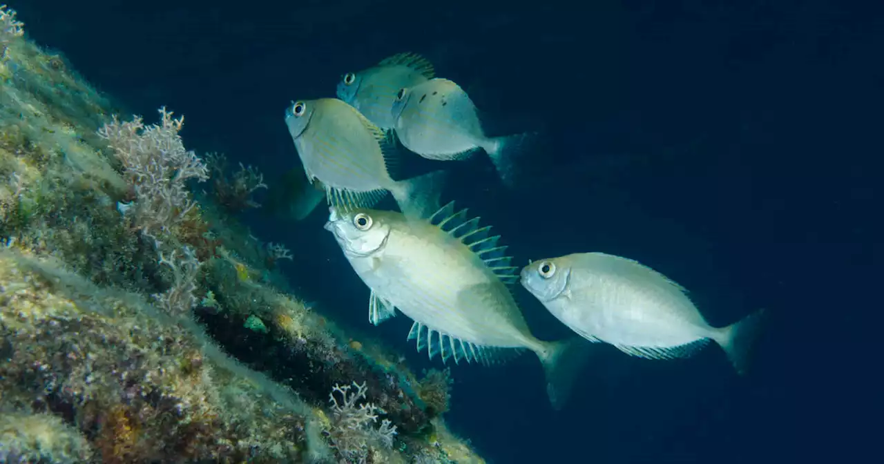 Réchauffement climatique : avec les canicules marines, poissons et oiseaux marins trinquent