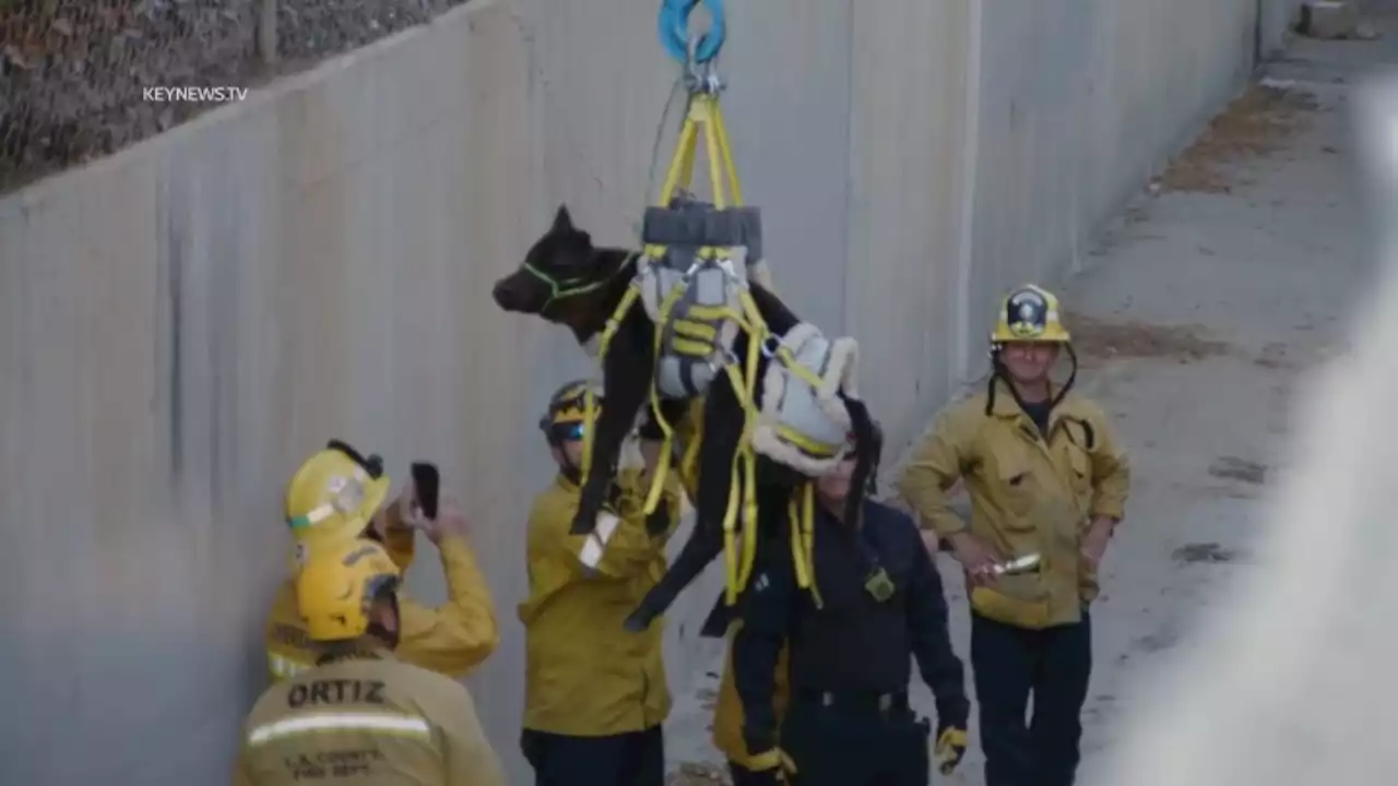 Calf rescued from canal at high school in La Habra