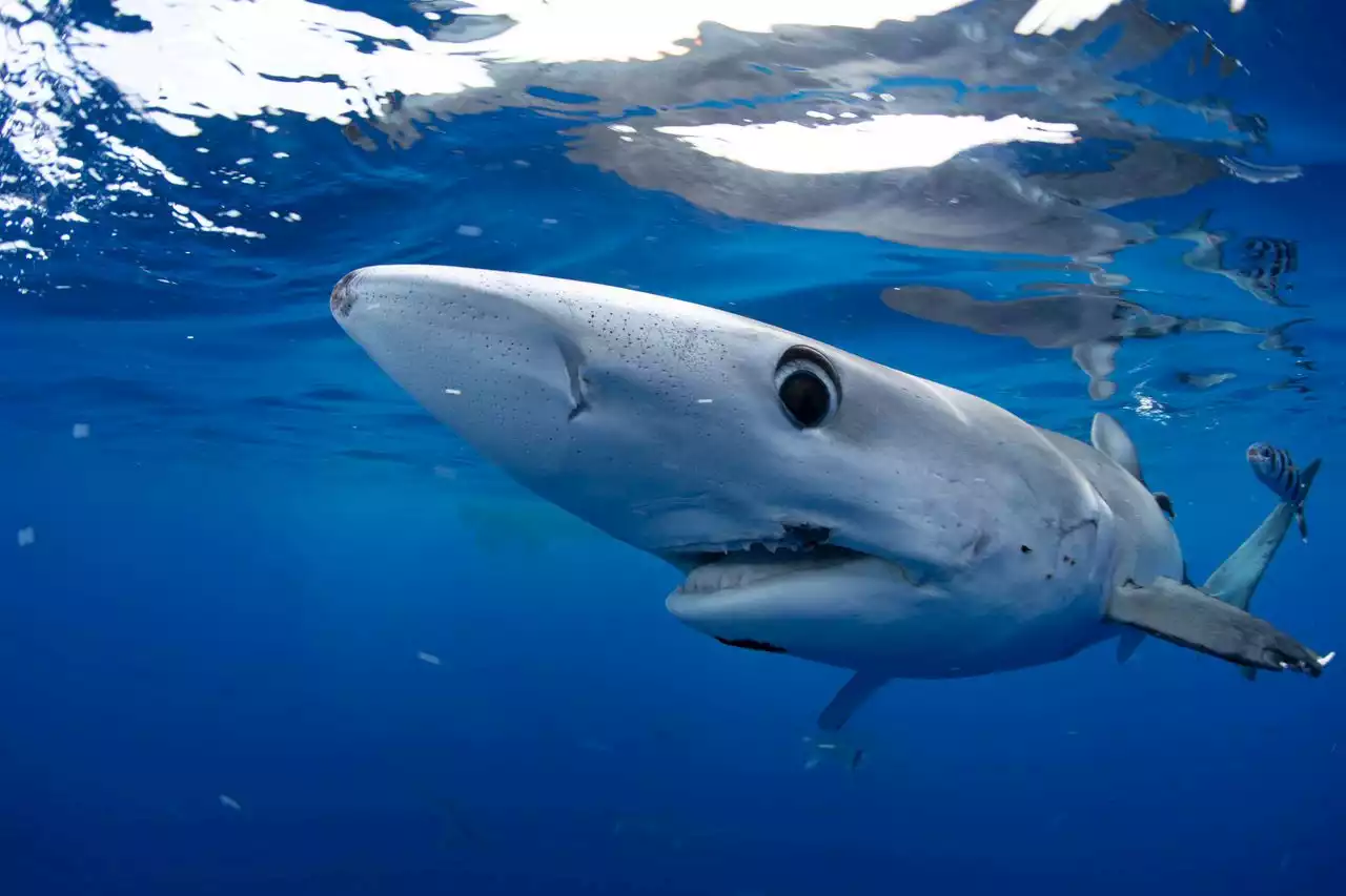 Shark Week 2023: How to watch, live stream, schedule, dates, times, channel