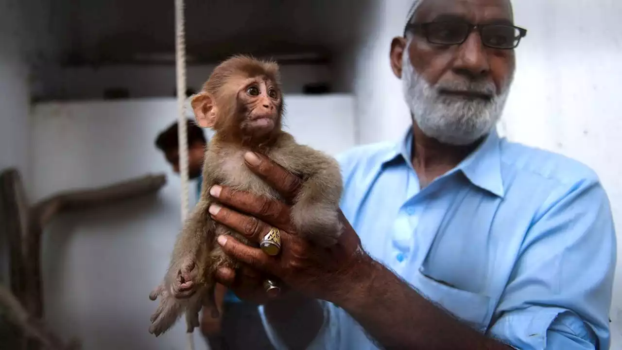 Pakistán: bebé mono que se escapó de una caja desató el caos en un tribunal | Tráfico de animales