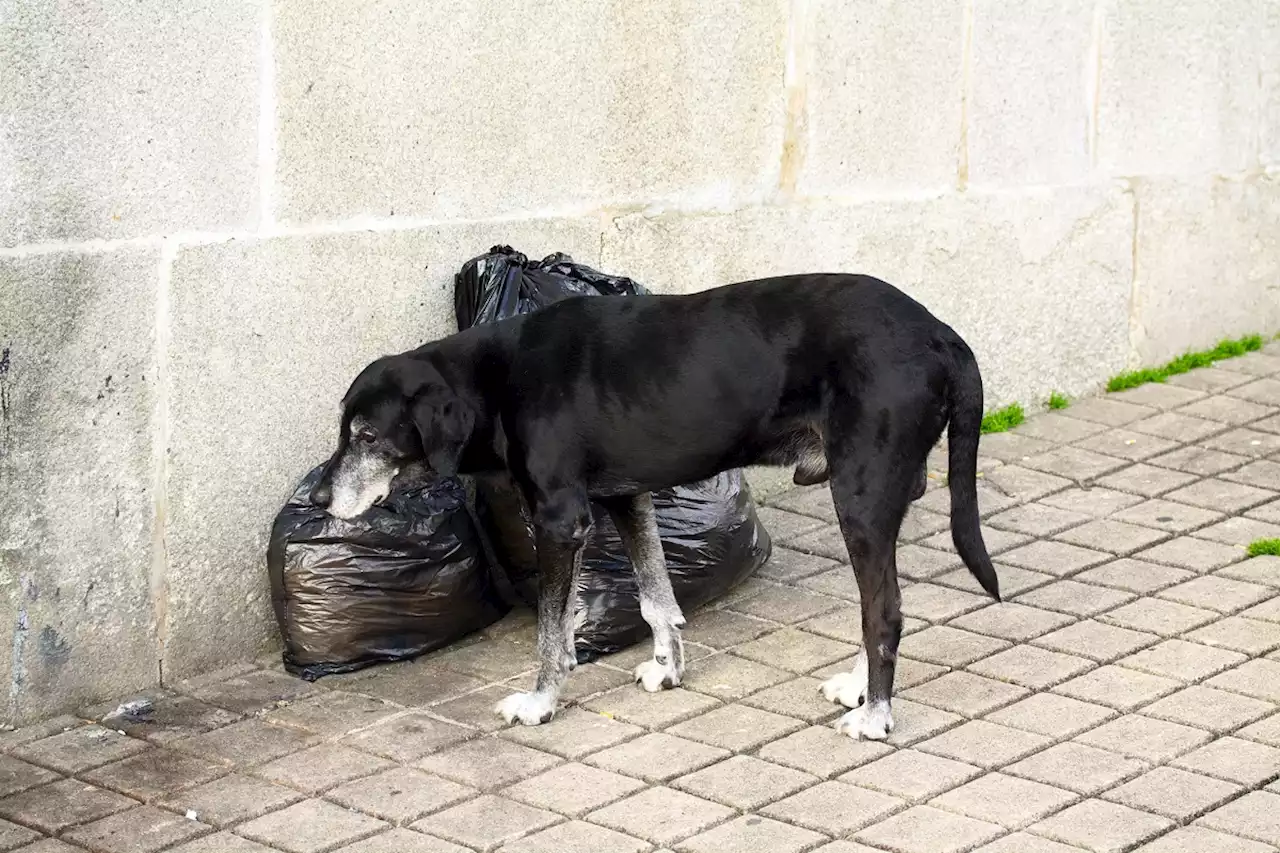 Perro callejero halló a recién nacida entre la basura y le salvó la vida - Pulzo