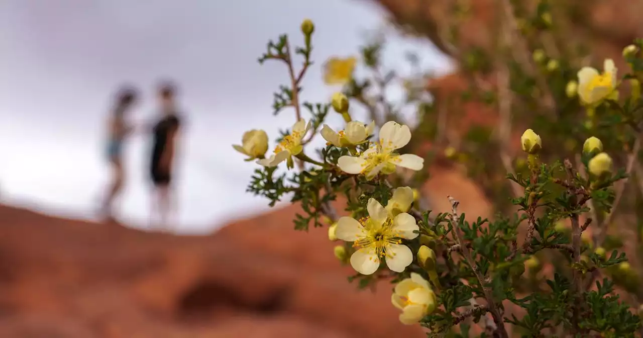 Luke Wojciechowski: Preserving and improving Arches National Park is a shared responsibility