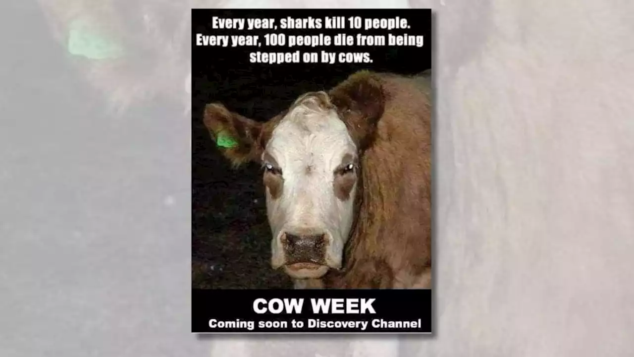 Are More People Killed by Cows than Sharks?