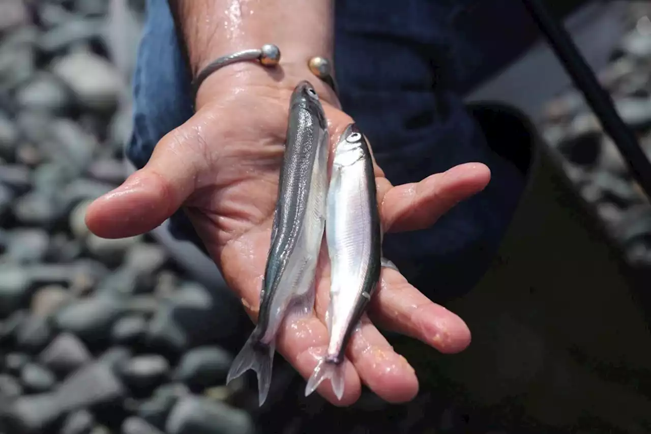 CANADA: Capelin feed Newfoundland's puffins and whales, and some worry they're in trouble