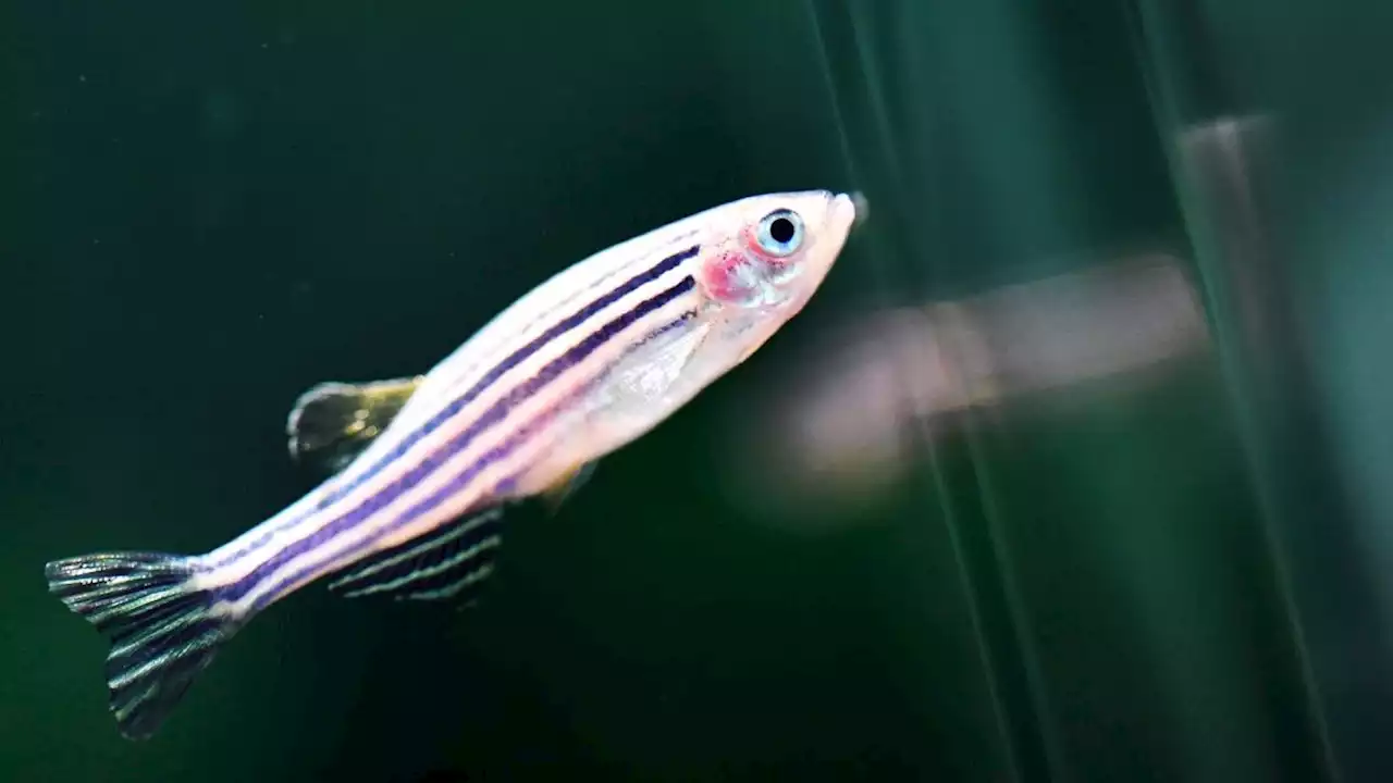 China is sending zebrafish to the Tiangong space station