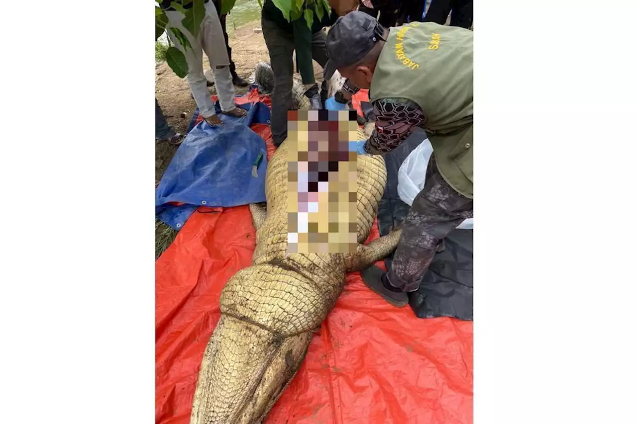 Remains of missing man found in croc's gut in Tawau