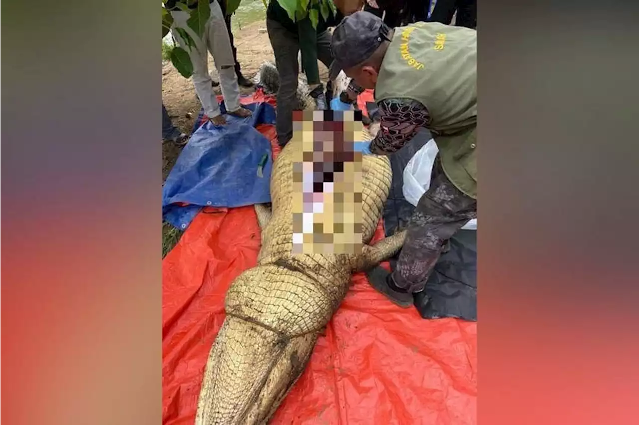 Remains of missing man found in croc’s gut in Sabah