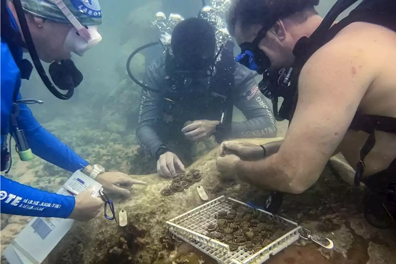 Wounded US veterans accept new mission: Healing coral reefs