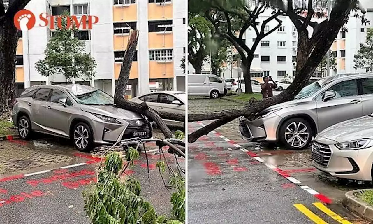 Large tree branch snaps in heavy rain, crashes onto Lexus in Potong Pasir carpark