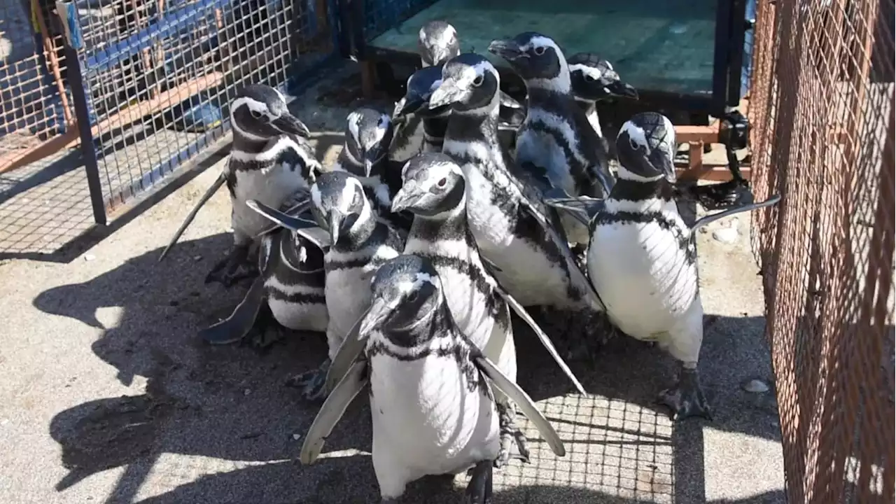 2,000 Dead Penguins Appear on Coast of Uruguay, Bewildering Authorities