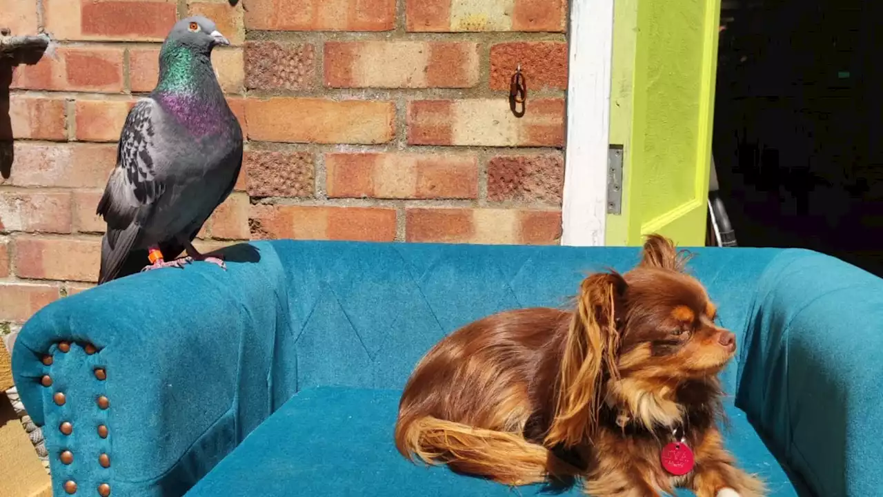 Lincolnshire Chihuahua and pigeon’s extraordinary petshop friendship