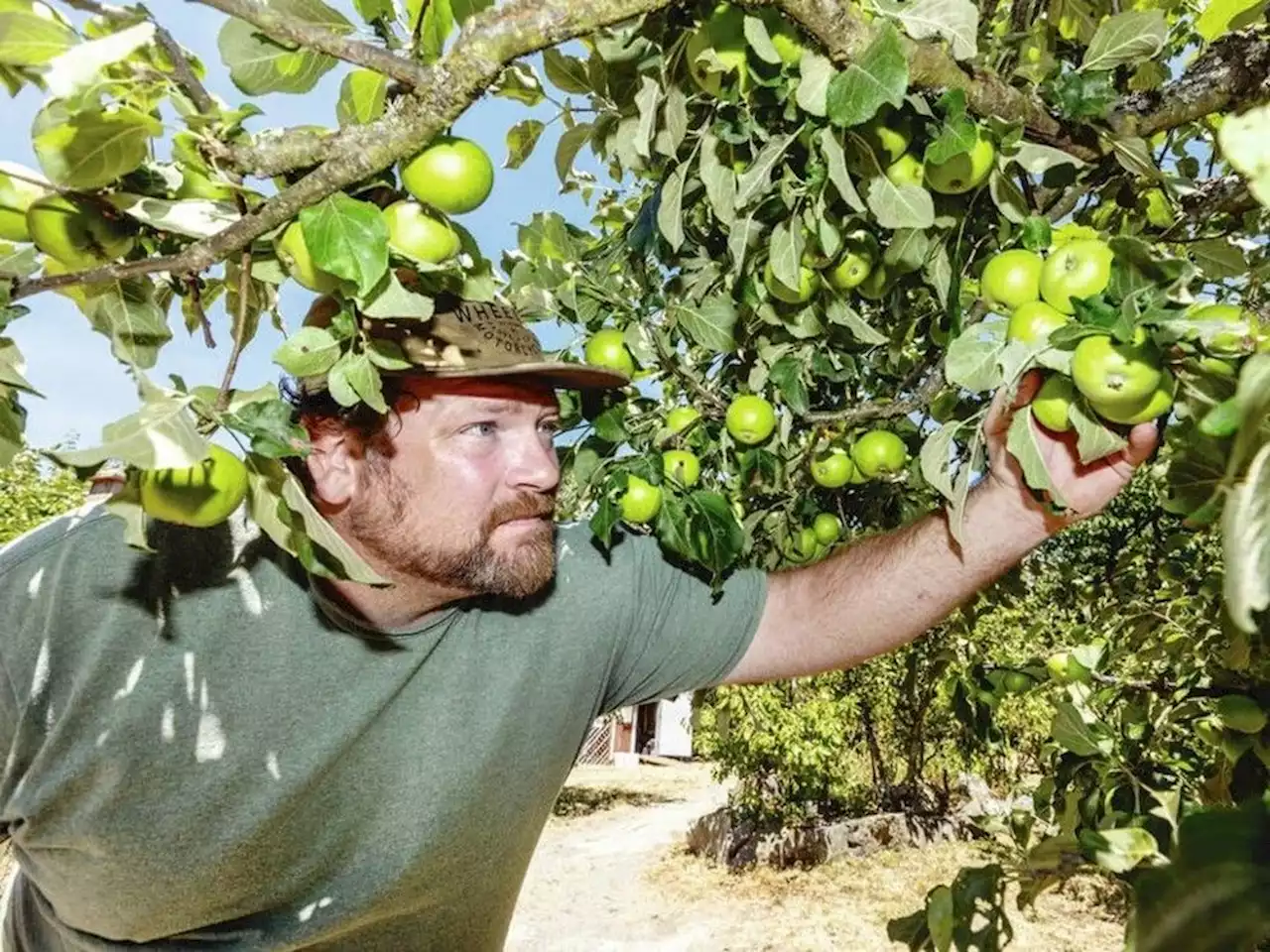 Victoria fruit-picking project scaled back as funds dry up