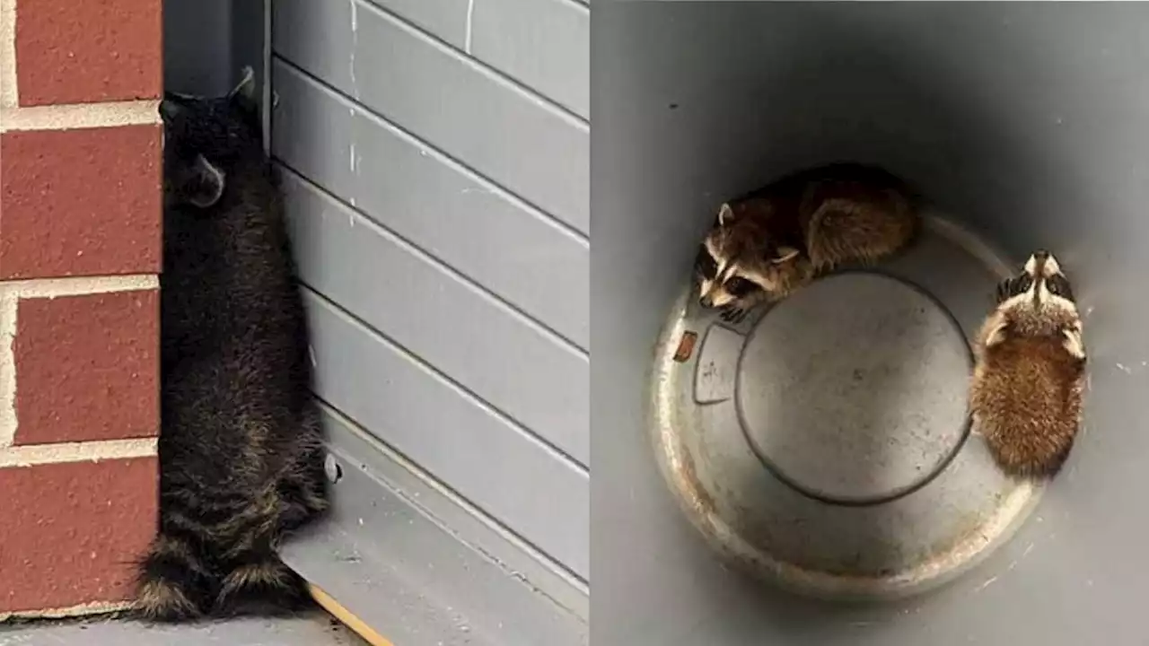 Raccoon ‘bandits’ break into Georgia sheriff’s office