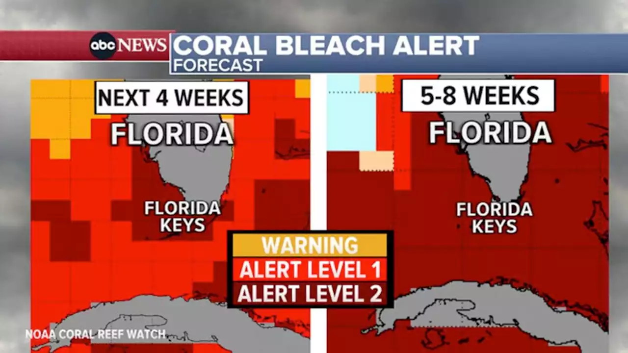 'Strikingly warm' ocean heat wave off Florida coasts could decimate corals, other marine life, experts say