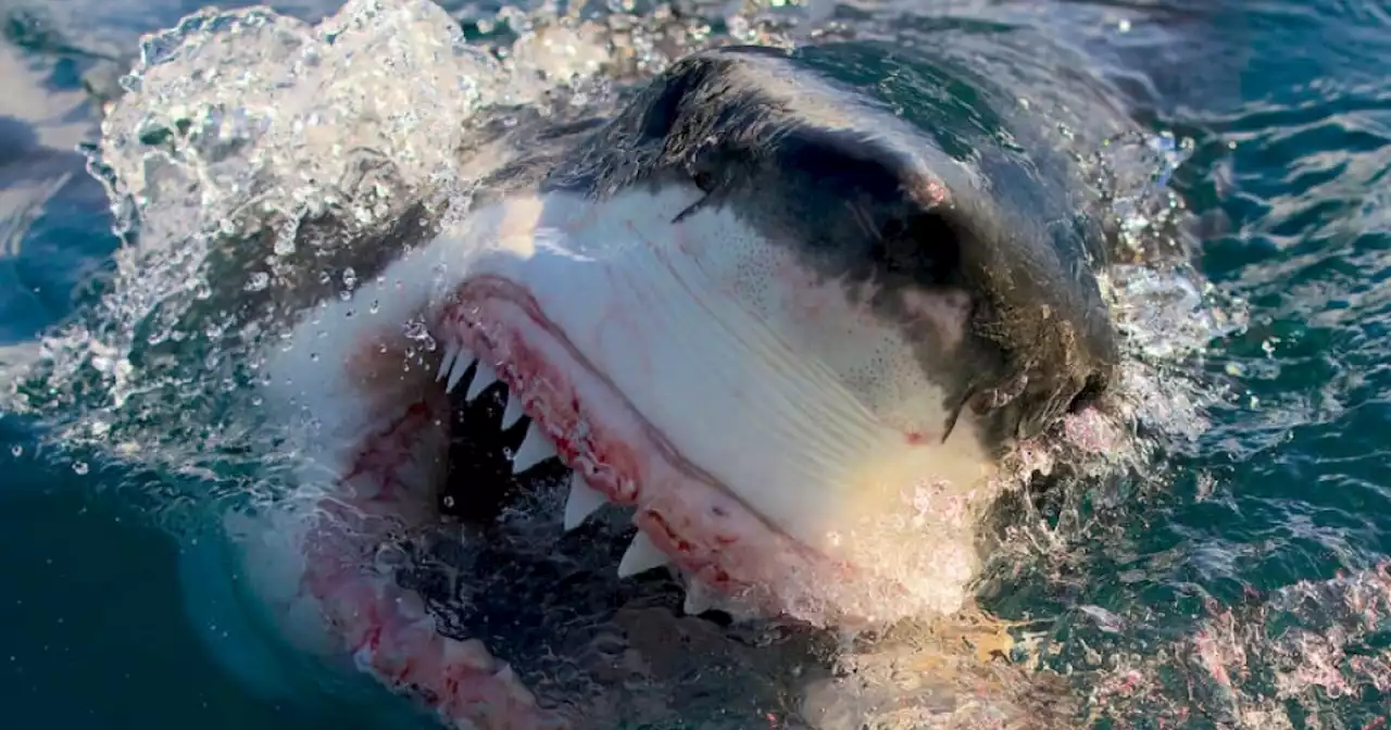 Scientists suspect 'Cocaine Sharks' feast on dumped drugs near Florida