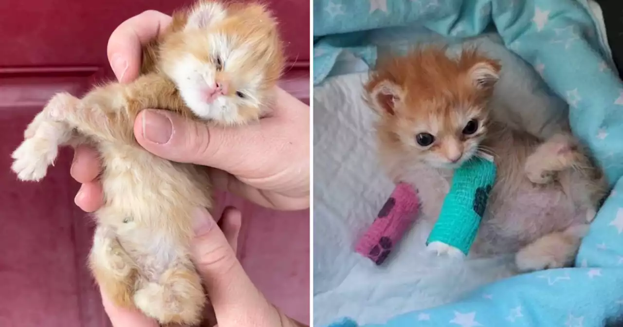 Stray kitten born with malformed limbs gets second chance