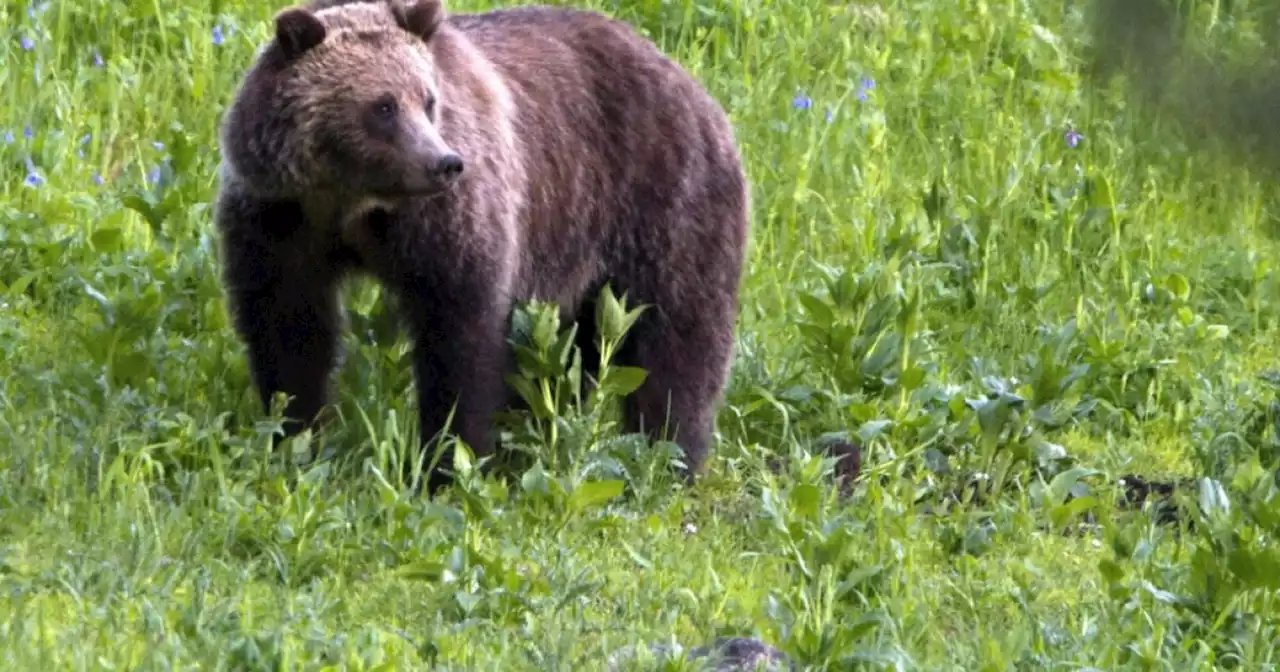 Woman dead after apparent grizzly bear attack near Yellowstone