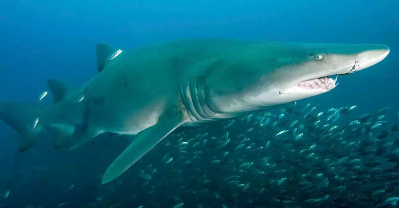 Sharks are millions of years older than dinosaurs - and five other facts that may surprise you