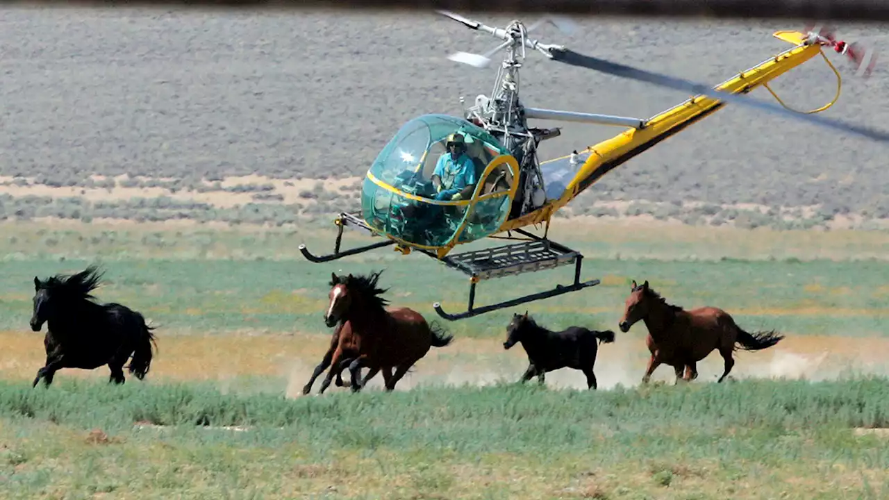 Animal advocates call for changes to wild horse wrangling following deaths during roundup in Nevada