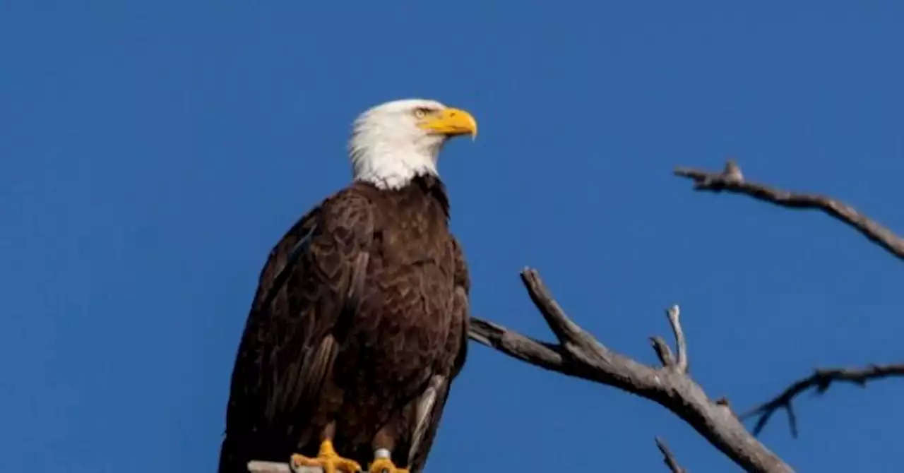 NFL Safety Rodney Thomas' Father Arrested for Killing Bald Eagle