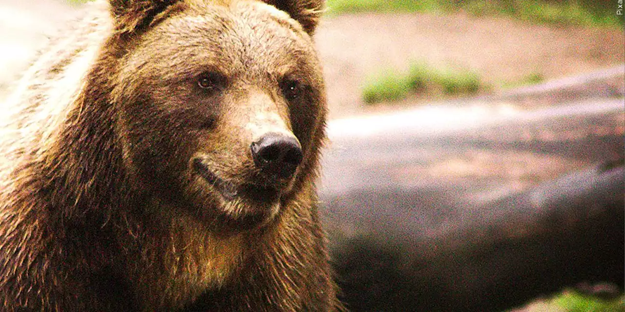 Woman found dead after grizzly bear encounter near Yellowstone National Park