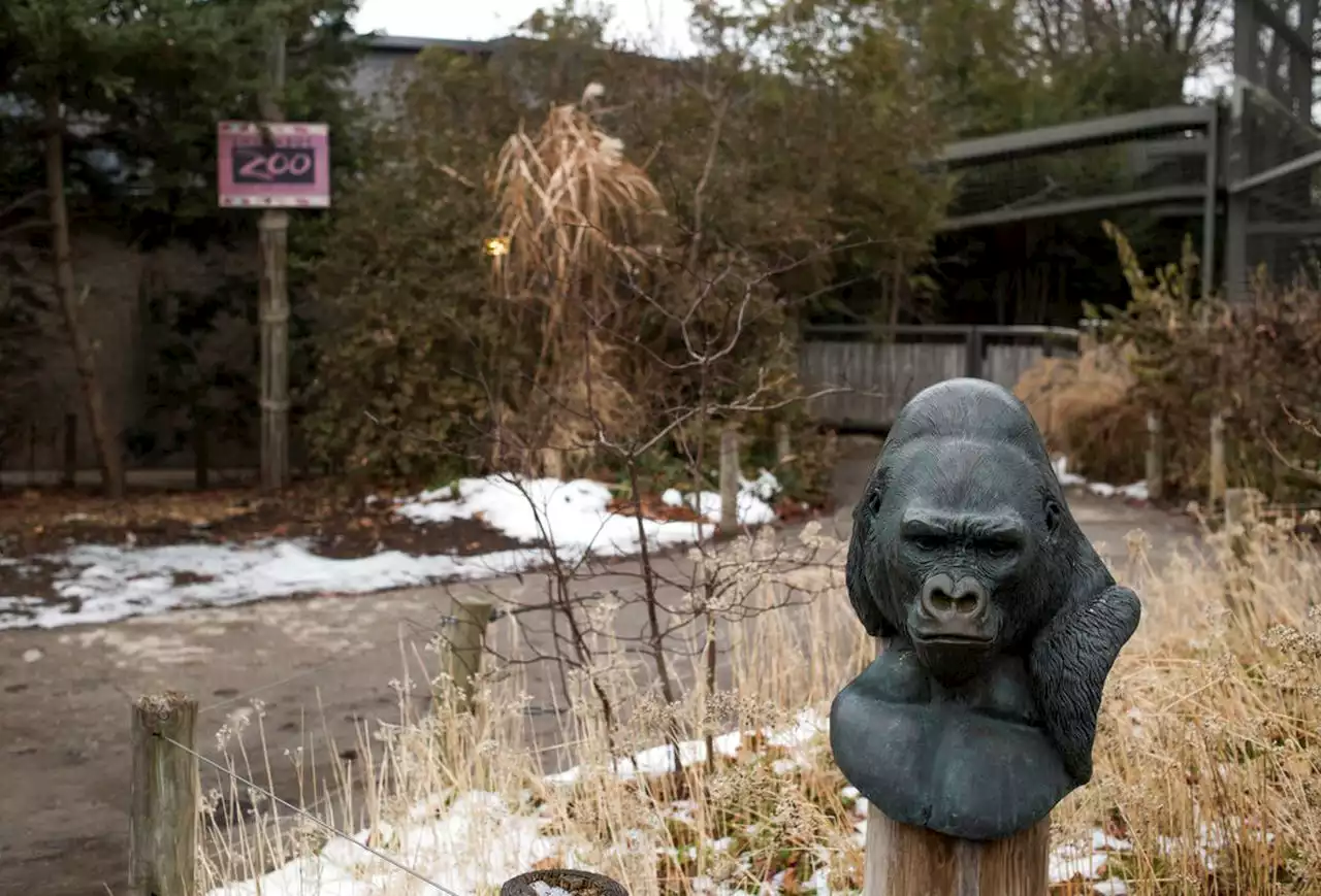 Columbus Zoo gorilla has surprise birth after being thought to be a male