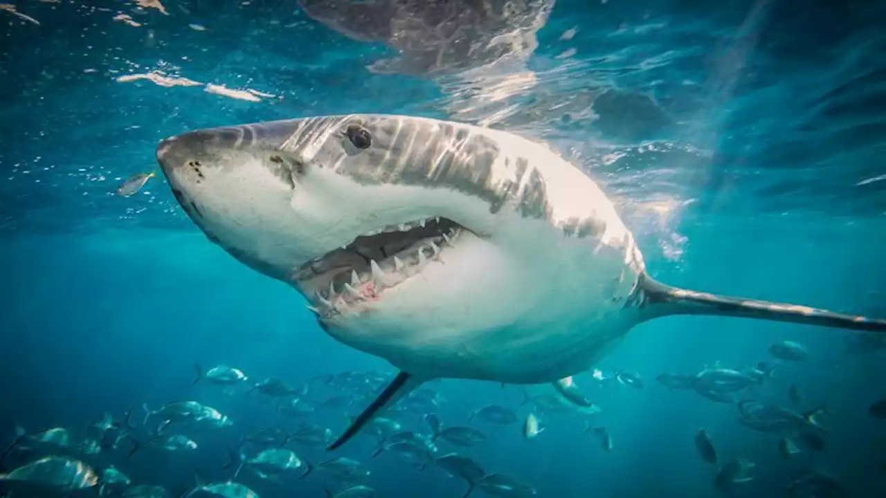 The world’s most shark-filled waters | CNN