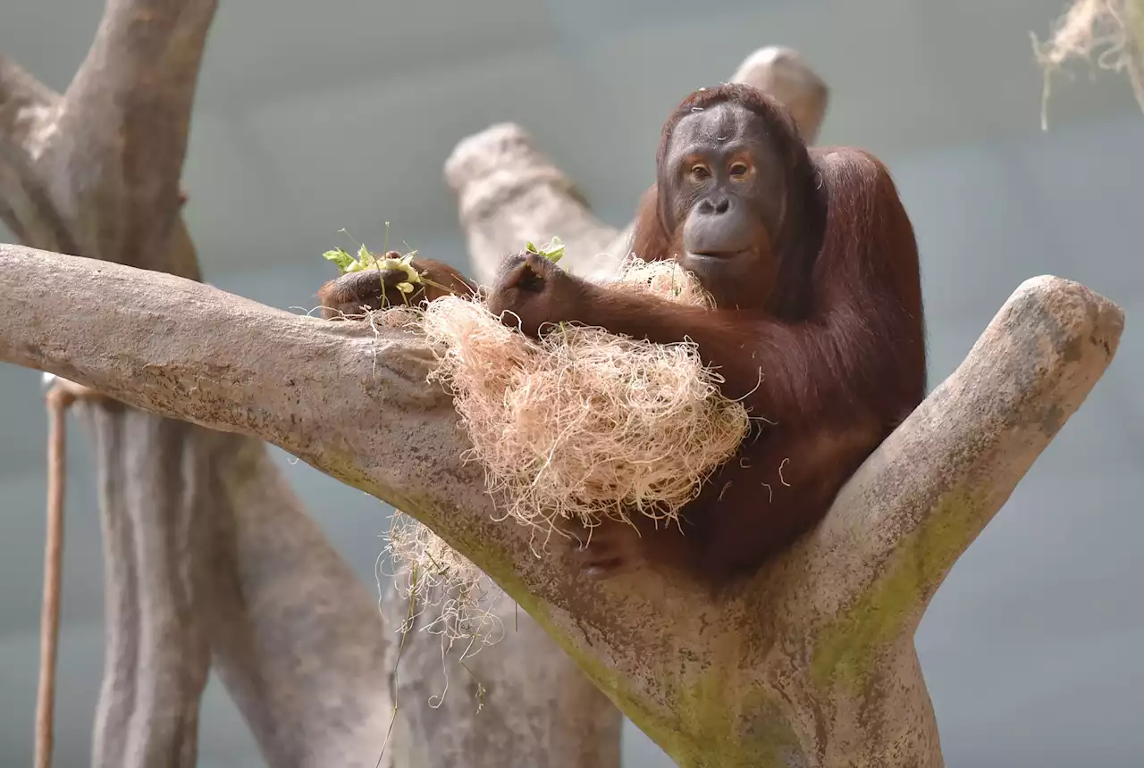 Brookfield Zoo goes wild with planned outdoor habitats for primates