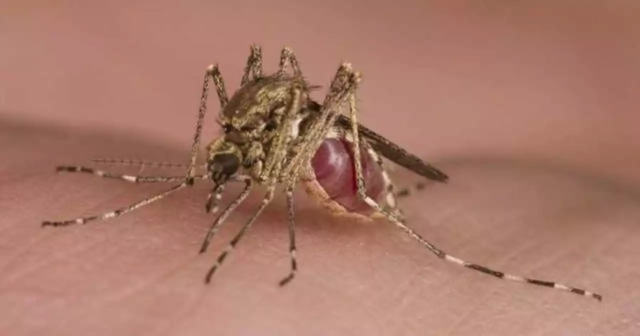 Colorado’s first human case of West Nile virus for 2023 detected in La Plata County, CDPHE says