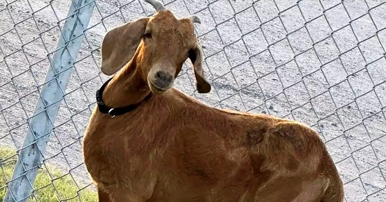 Avid search for missing Texas rodeo goat bringing residents of a small rural county together