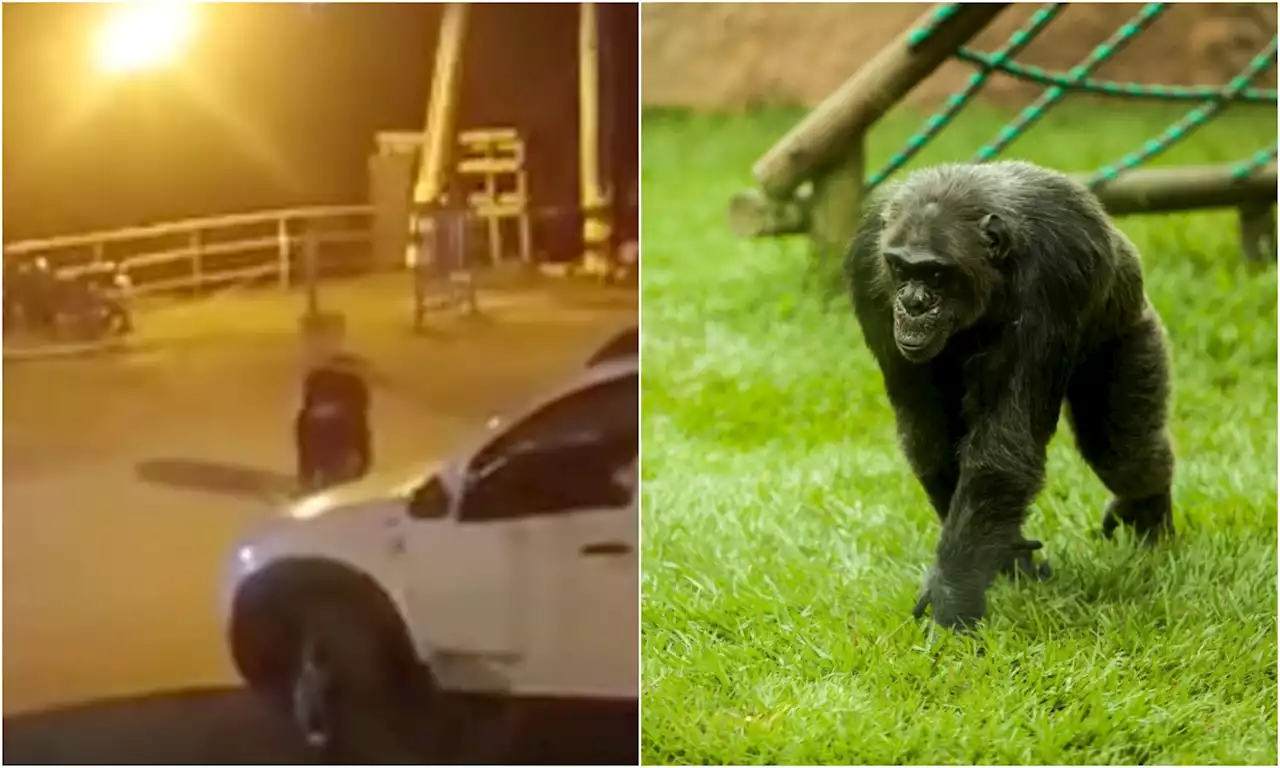 Momentos de tensión por escape de un chimpancé del bioparque Ukumarí en Pereira