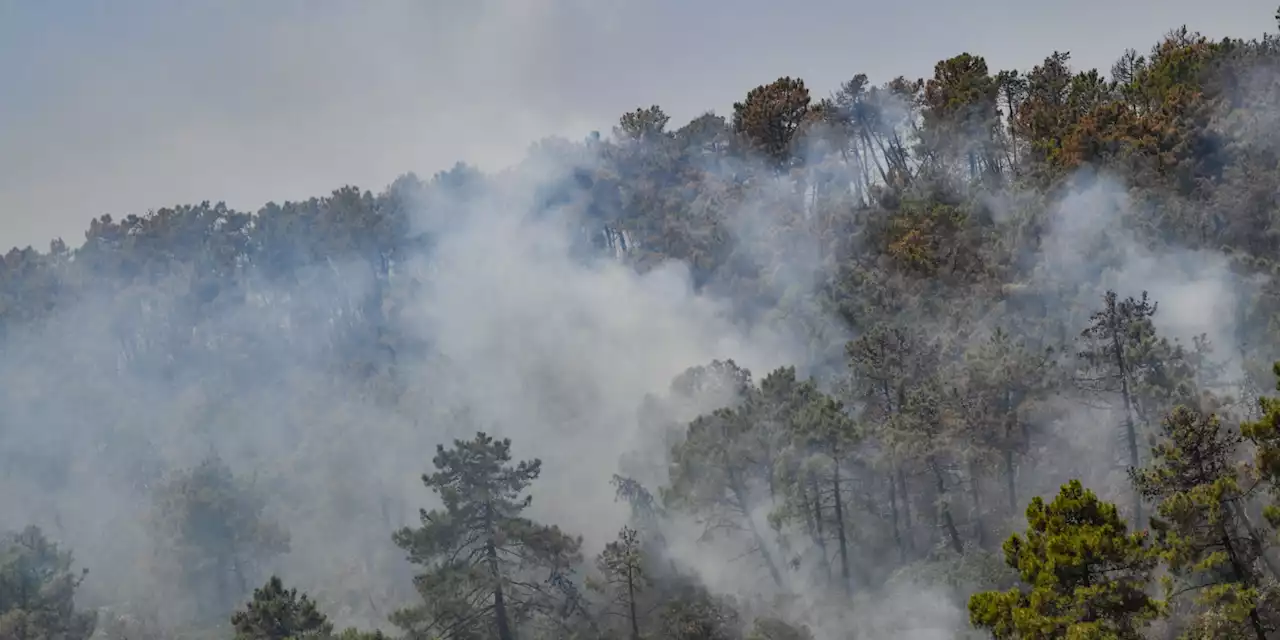 Algérie : 15 morts et 26 blessés dans des incendies dans le nord du pays