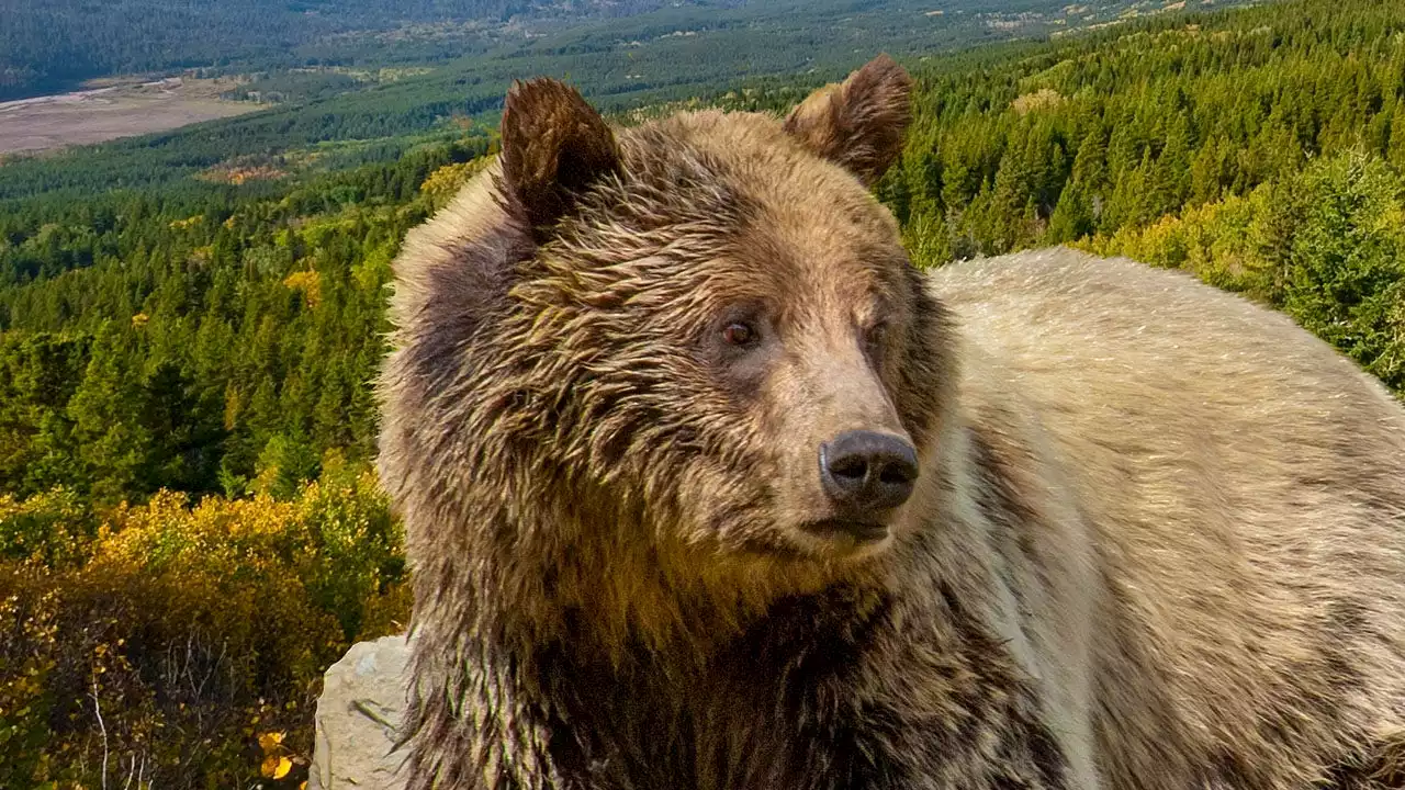 Woman found dead in Montana following suspected grizzly bear encounter near Yellowstone